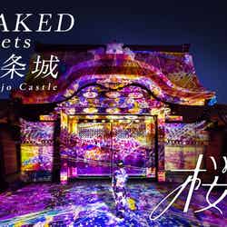 約300本の夜桜×アートが競演、京都・二条城で「NAKED meets 二条城 2025 桜」開催