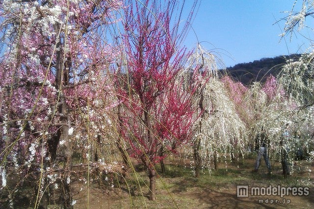 「曽我梅林」／photo by Y.Fujii