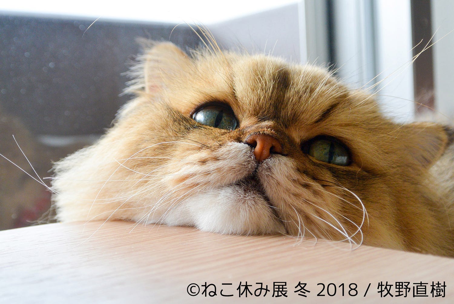 「ねこ休み展 冬 2018」過去最大規模で開催 新作メインに350点超を展示