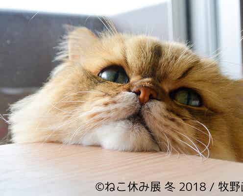 「ねこ休み展 冬 2018」過去最大規模で開催 新作メインに350点超を展示