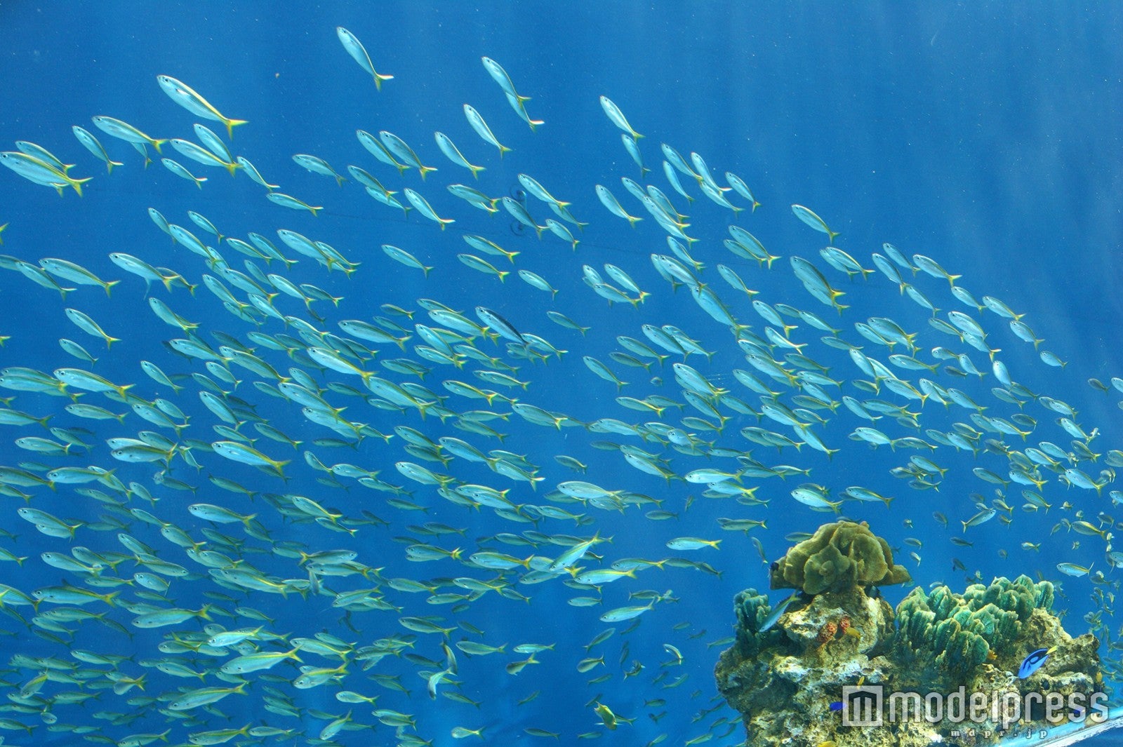 タカベの群れ／画像提供：横浜八景島