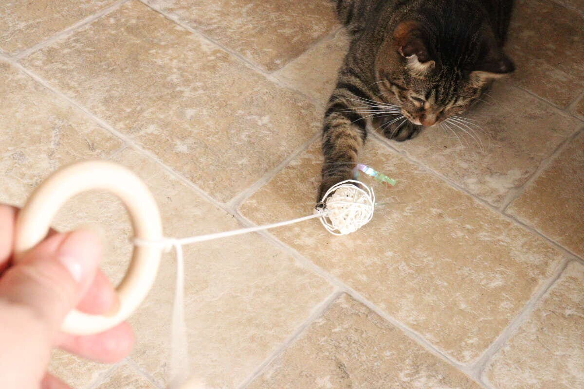飼い主がウッドハンドルのおもちゃを使い、茶トラ猫と遊んでいる様子を上から撮影 飼い主がウッドハンドルのおもちゃを使い、茶トラ猫と遊んでいる様子を上から撮影