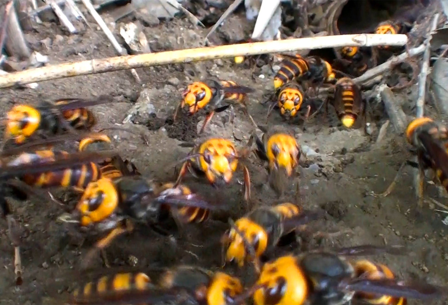 キイロスズメバチ（C）テレビ東京