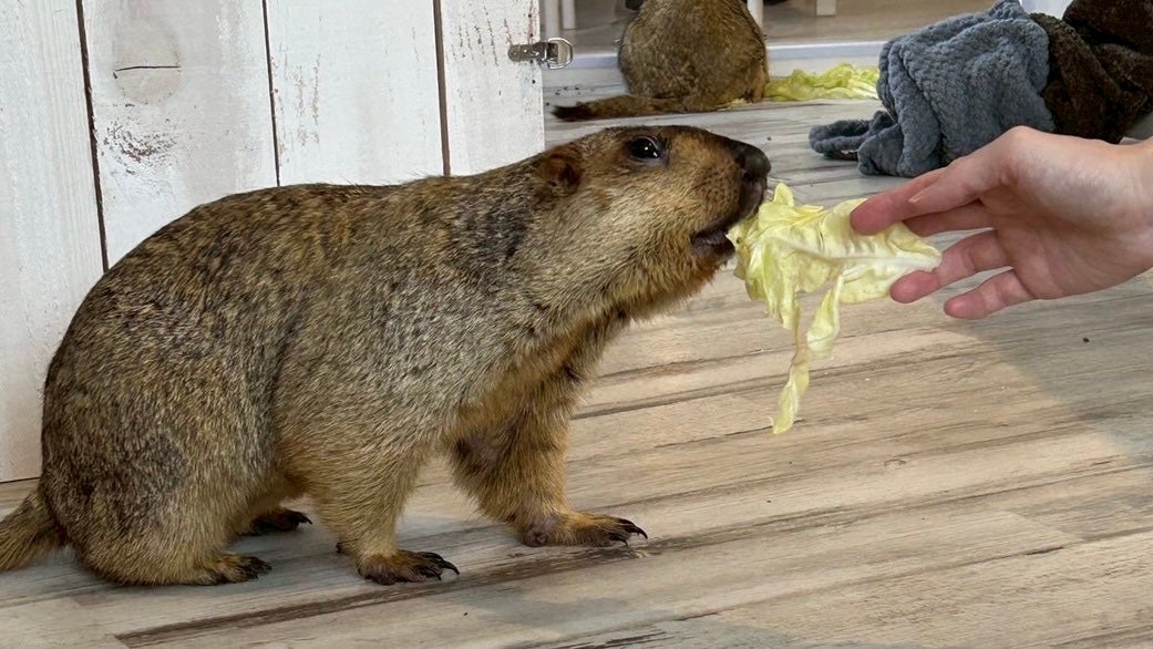 マーモット村／提供画像