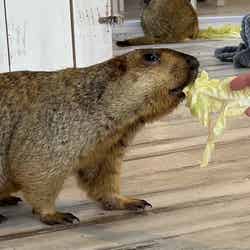 マーモット村/提供画像