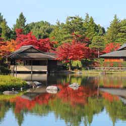 国営昭和記念公園/提供画像