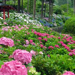 三室戸寺のあじさい庭園 (Hydrangea Garden at Mimuroto-ji) by cyber0515