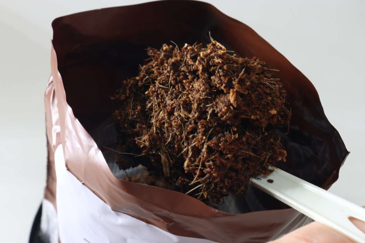 ダイソー　栽培セット