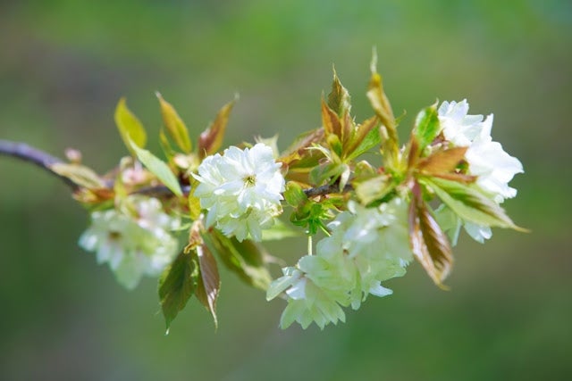 鬱金（ウコン）／画像提供：京都府