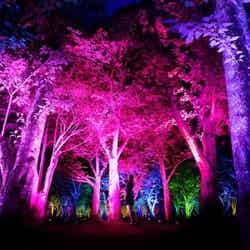 光と音色が響き渡るアート空間「呼応する森」が幻想的／呼応する森／Resonating Forest／画像提供：チームラボ