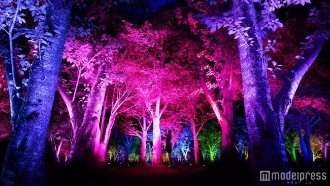 光と音色が響き渡るアート空間「呼応する森」が幻想的／呼応する森／Resonating Forest／画像提供：チームラボ