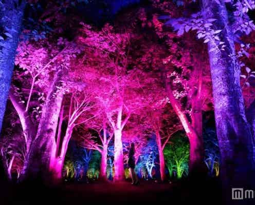 光と音色が響き渡るアート空間「呼応する森」が幻想的