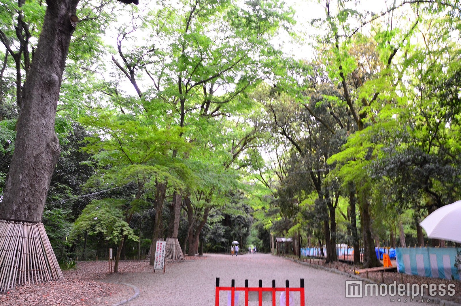 糺の森（C）モデルプレス