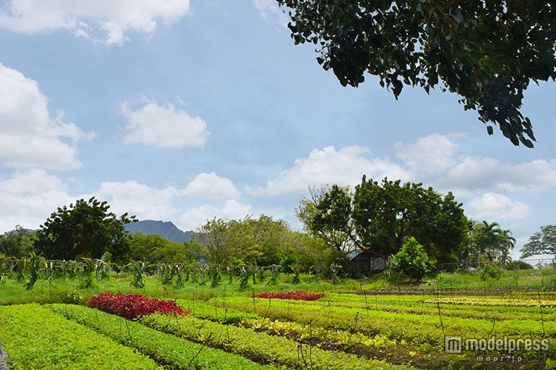 14エーカー（約5万6千平方メートル）にも及ぶ農園