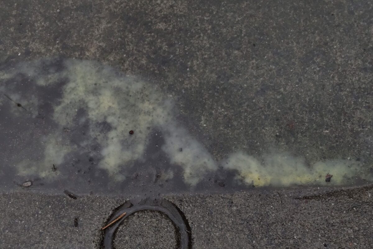 話題の“花粉溜まり”