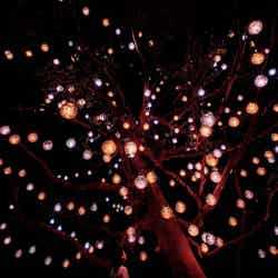 チームラボ《タブノキに宿る呼応する宇宙》(C)チームラボ