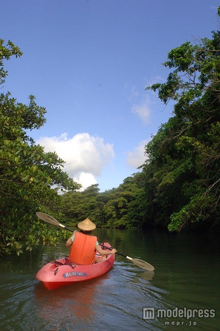 雄大なマングローブ林でカヌー体験
