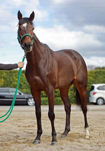 【大阪杯】タガノデュード 順調強調 2連勝中！絶好調も宮師が断言「もっと強くなる」 23年朝日杯FS以来のG1で存在感示せるか