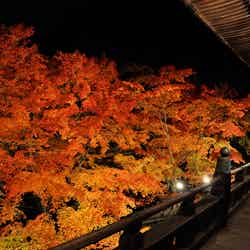 赤や黄金色の紅葉ライトアップが幻想的 秋色の兵庫「清水寺」が美しい/播州清水寺/画像提供:西国三十三所札所会