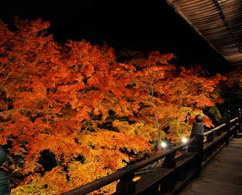 赤や黄金色の紅葉ライトアップが幻想的 秋色の兵庫「清水寺」が美しい