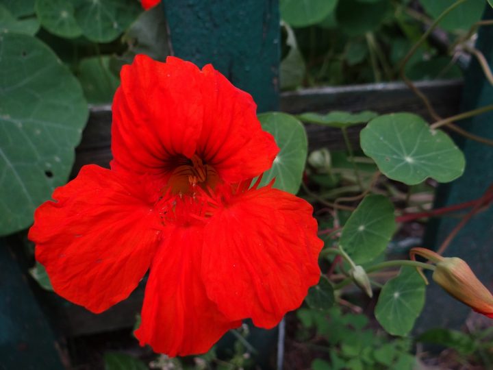 勝利 の花言葉を持つ花12選 頑張っている人へのプレゼントにもぴったり モデルプレス 勝利 の花言葉を持つ花12選 頑張っている人へのプレゼントにもぴったり モデルプレス