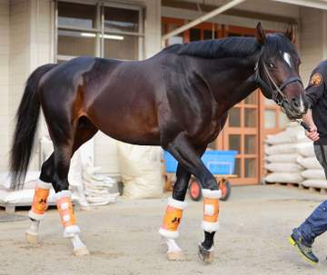 香港遠征馬の出発便が欠航 関西馬3頭が引き続き検疫厩舎で調整 高野師「出国前で良かった」