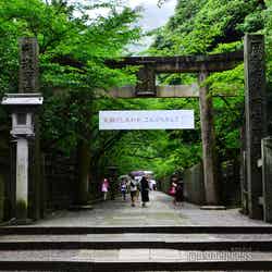 表参道を彩る緑のトンネル(C)モデルプレス