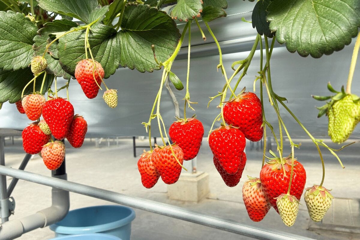 いちご・イチゴ・いちご狩り