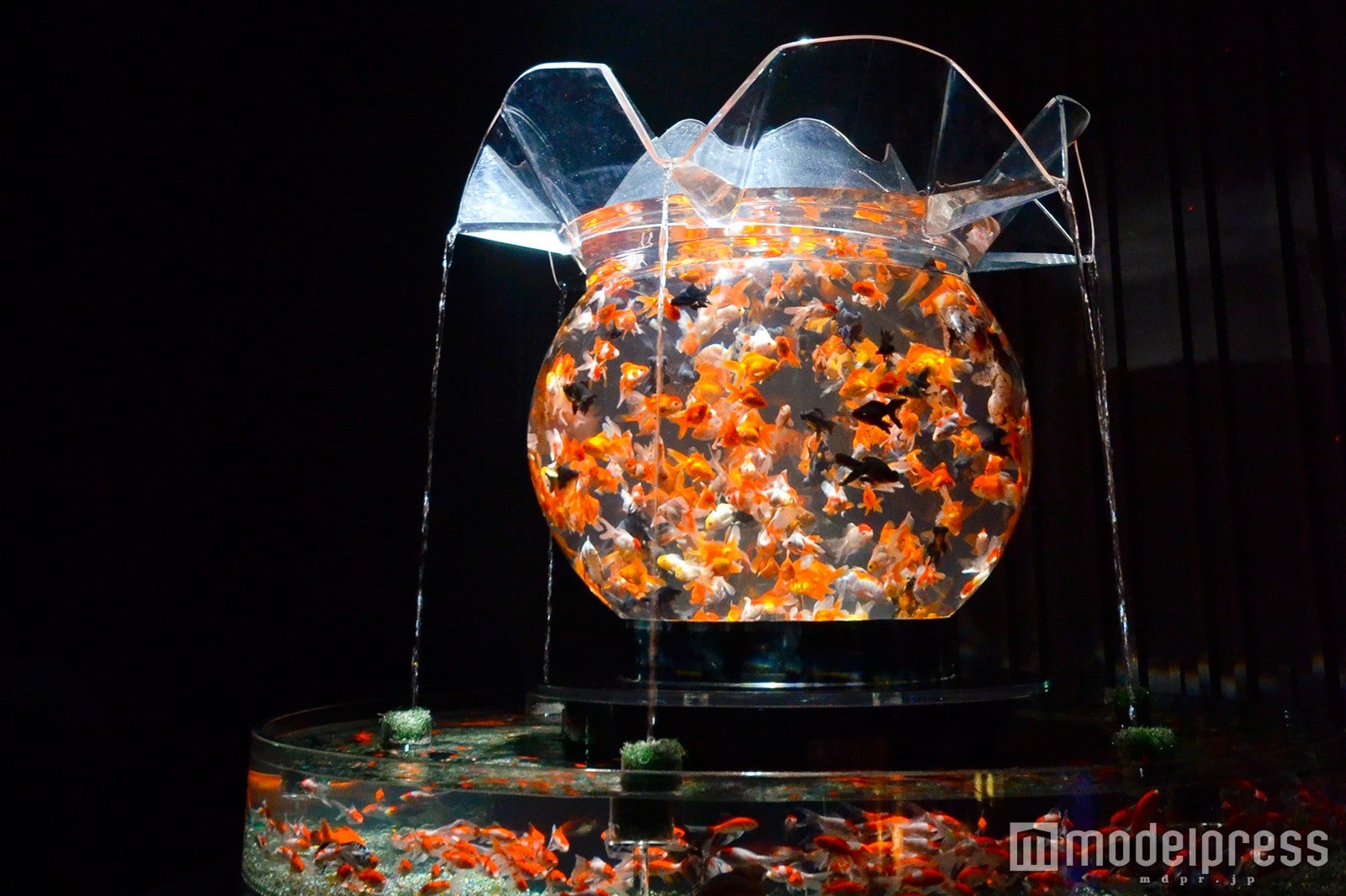 花魁／巨大金魚鉢「Oiran」／画像提供：アートアクアリウムPR事務局