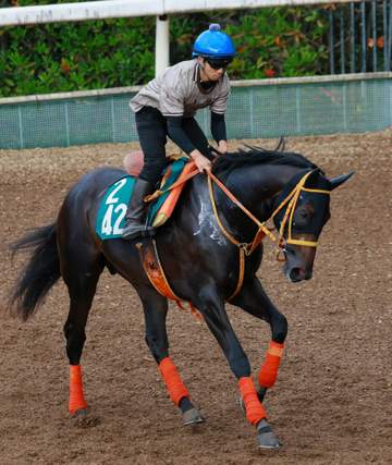 【新馬戦】ケイアイトリノ 乗り味「セナに似ている」 厩舎ゆかりの血統「期待馬の一頭だよ」