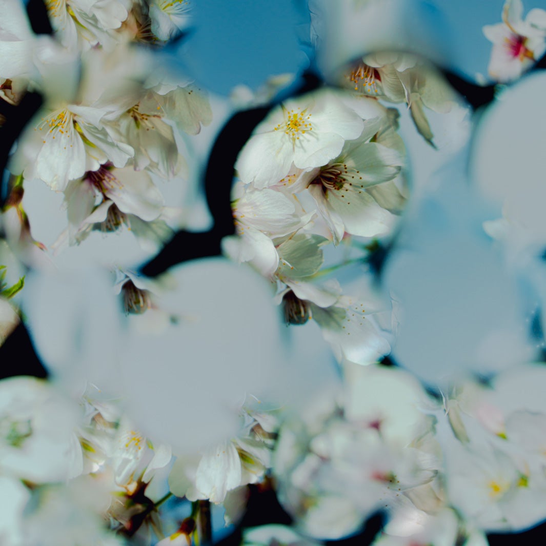 星野源「喜劇」（4月8日配信）（提供写真）