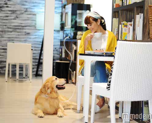 【関東近郊】愛犬と日帰りで楽しめるお出かけスポット4選