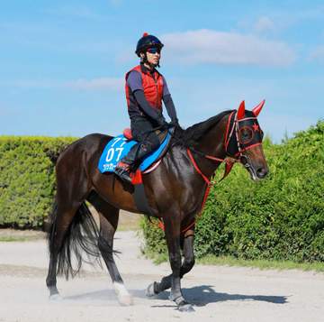 【セントウルS】フリッカージャブ 伸び盛りの4歳馬が重賞連勝で夏王者奪取だ 初の阪神にも西園翔師「パワーもあるので」