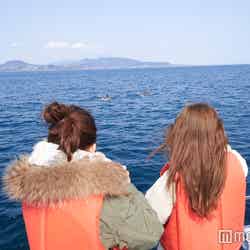 青い空と海、そしてイルカの群れを一度に楽しめる