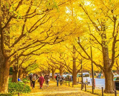 関東地方で人気の紅葉スポットランキング! 2位は「明治神宮外苑」、1位は?【専門家のおすすめも】
