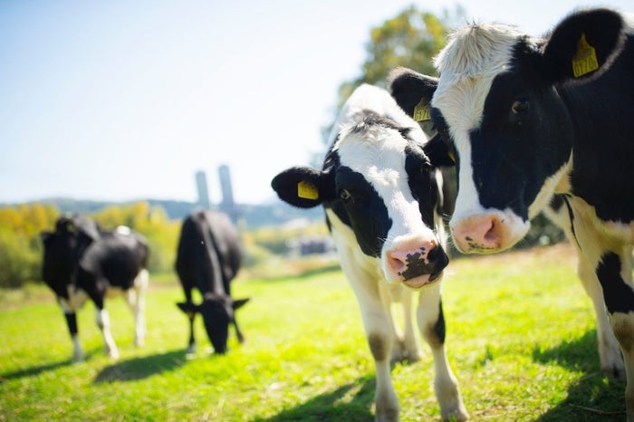 【トマム】牧場ラウンジ　牛イメージ／画像提供：星野リゾート