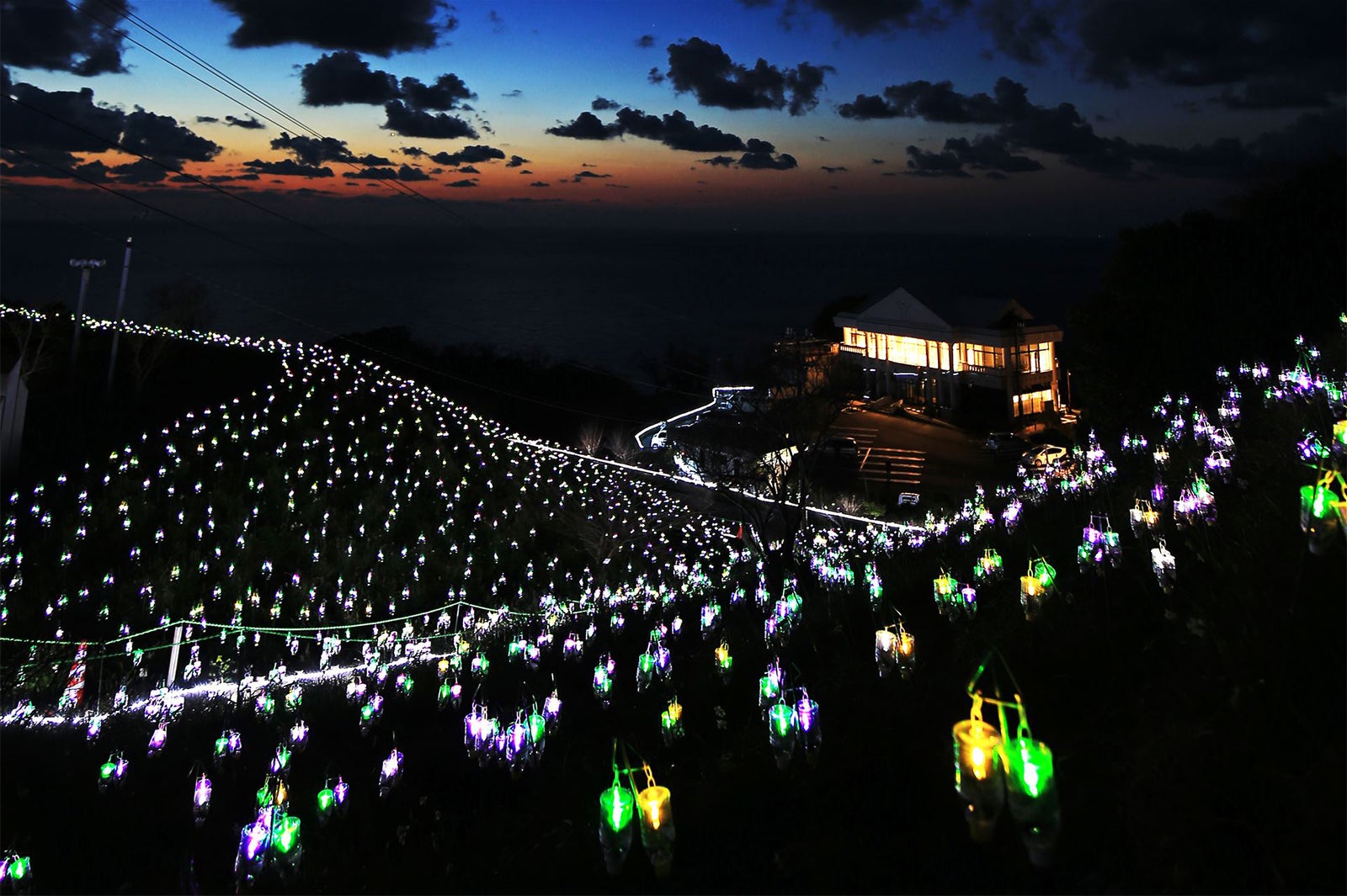 福井で絶景“水仙イルミネーション”！日没後に電飾の花が放つ凛とした輝き