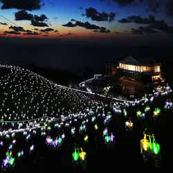 福井で絶景“水仙イルミネーション”!日没後に電飾の花が放つ凛とした輝き/画像提供:一般社団法人越前町観光連盟