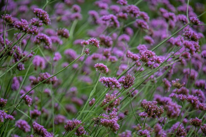 花言葉が平和を象徴する四季の花々 想いを込めたプレゼントにもなる花をご紹介 モデルプレス