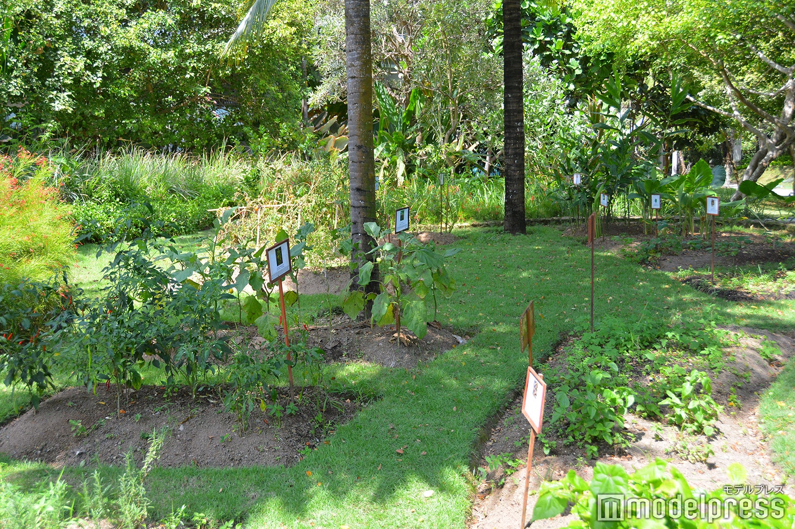 自家製栽培の野菜も（C）モデルプレス