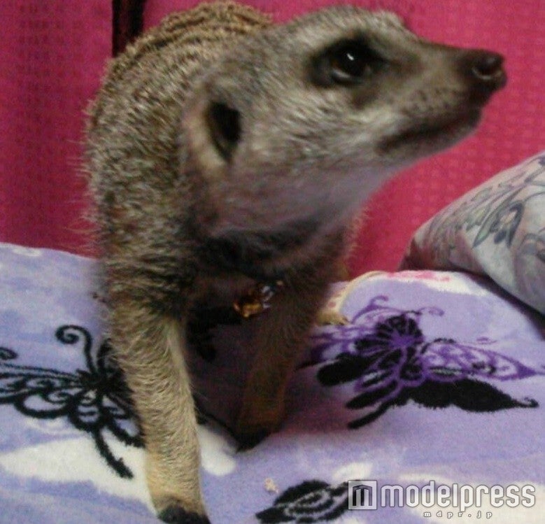 ミーアキャット／画像提供：ドギーエンタープライズ