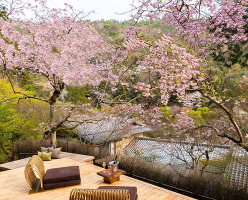 星のや京都「さくらテラス」桜の下で春の風情と食を味わう