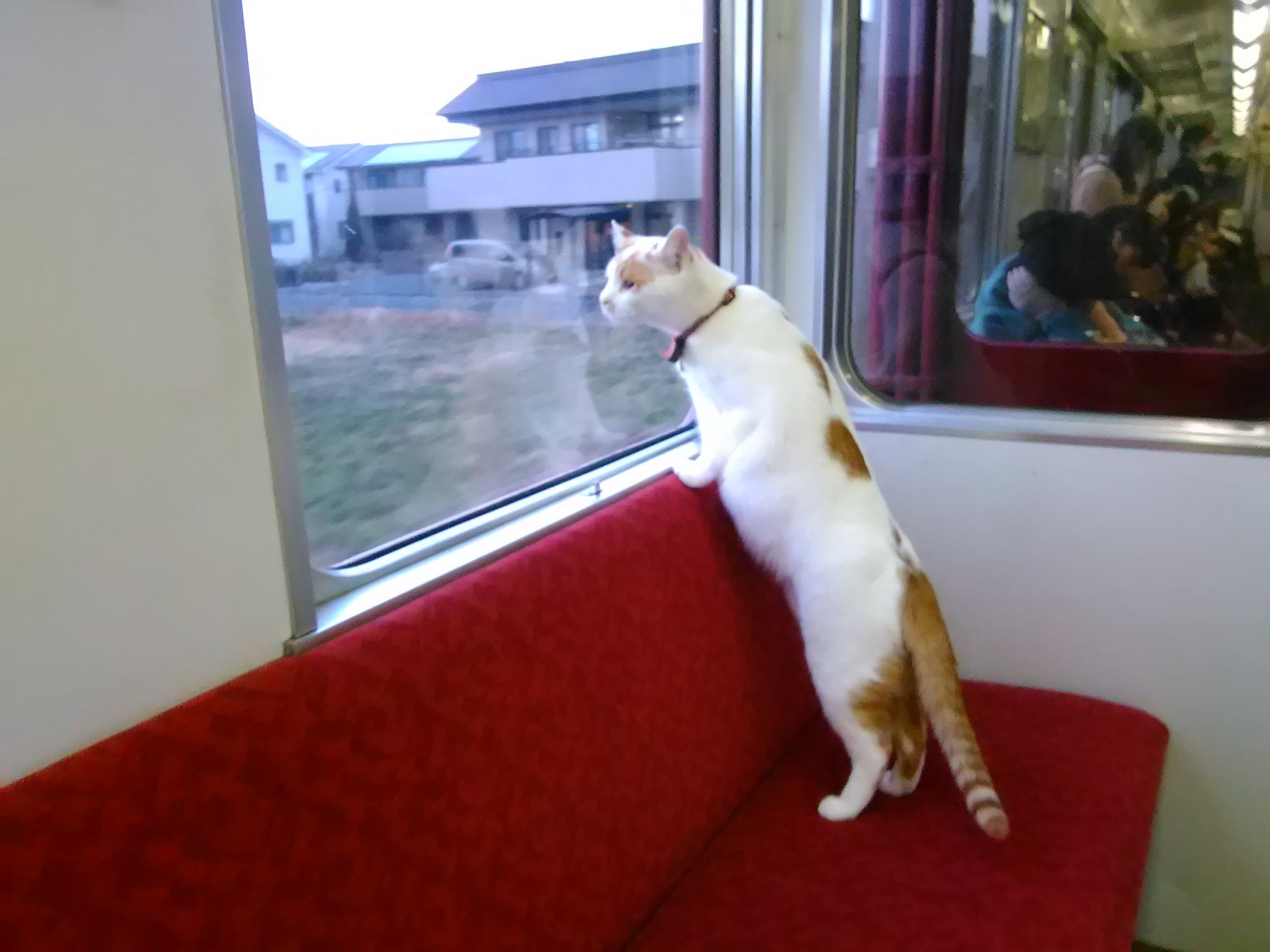 全国初 「ねこカフェ列車」運行へ、列車の中で子猫と触れ合える至福の旅
