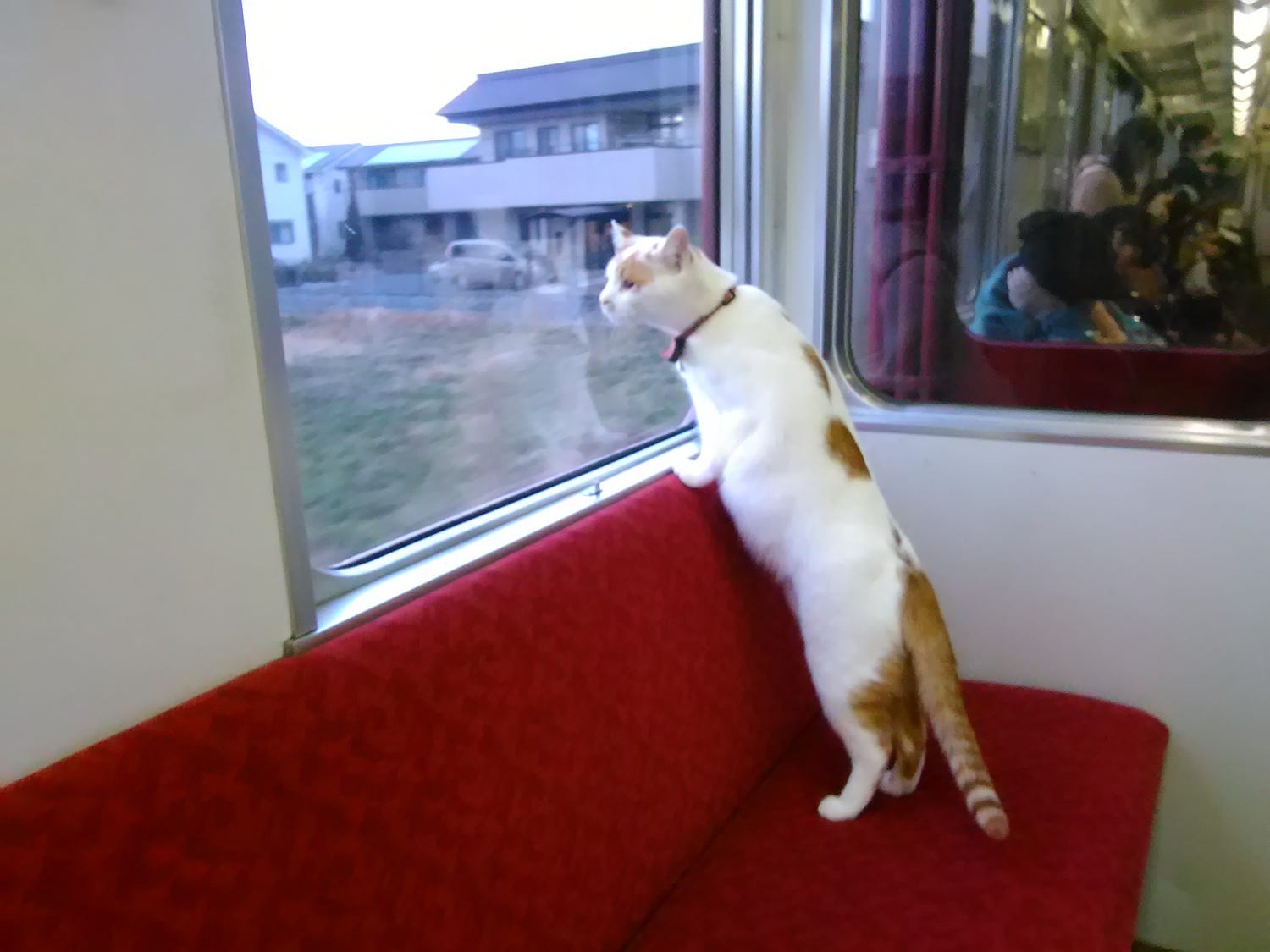 全国初 「ねこカフェ列車」運行へ、列車の中で子猫と触れ合える至福の旅