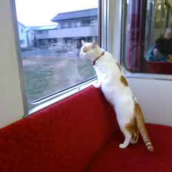 ねこカフェ列車イメージ/画像提供:養老鉄道