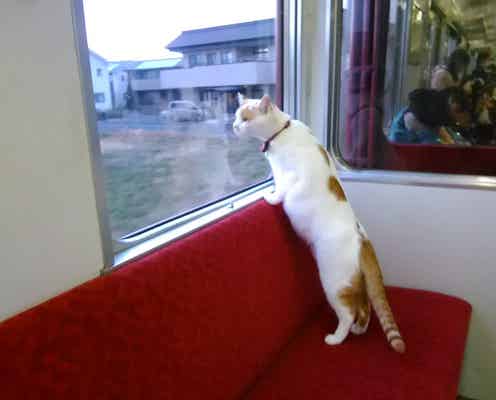 全国初 「ねこカフェ列車」運行へ、列車の中で子猫と触れ合える至福の旅