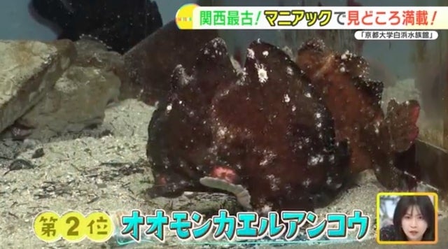 地元の生き物を展示する関西最古の水族館！「京都大学白浜水族館」