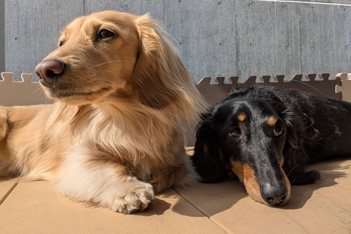 ダックスフンドのはちくんとぷくちゃん