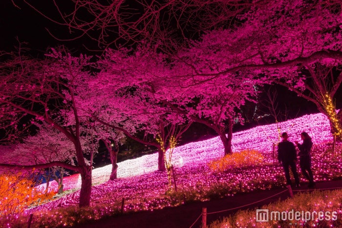 関東最大イルミ550万球 夜桜ライトアップが豪華共演 女子旅プレス
