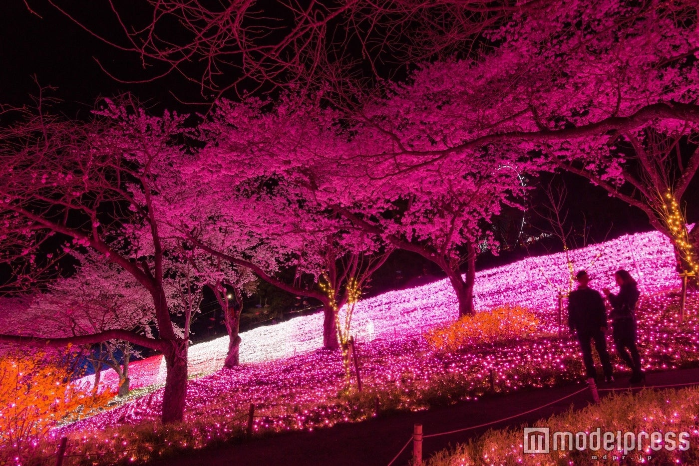 夜桜イルミネーション／画像提供：富士急行